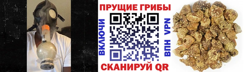 Псилоцибиновые грибы Psilocybine cubensis  Нижняя Тура 
